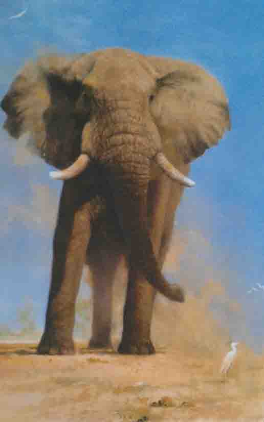 david shepherd my savuti friend print david shepherd my savuti friend print