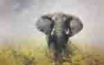 david shepherd old charlie elephant print