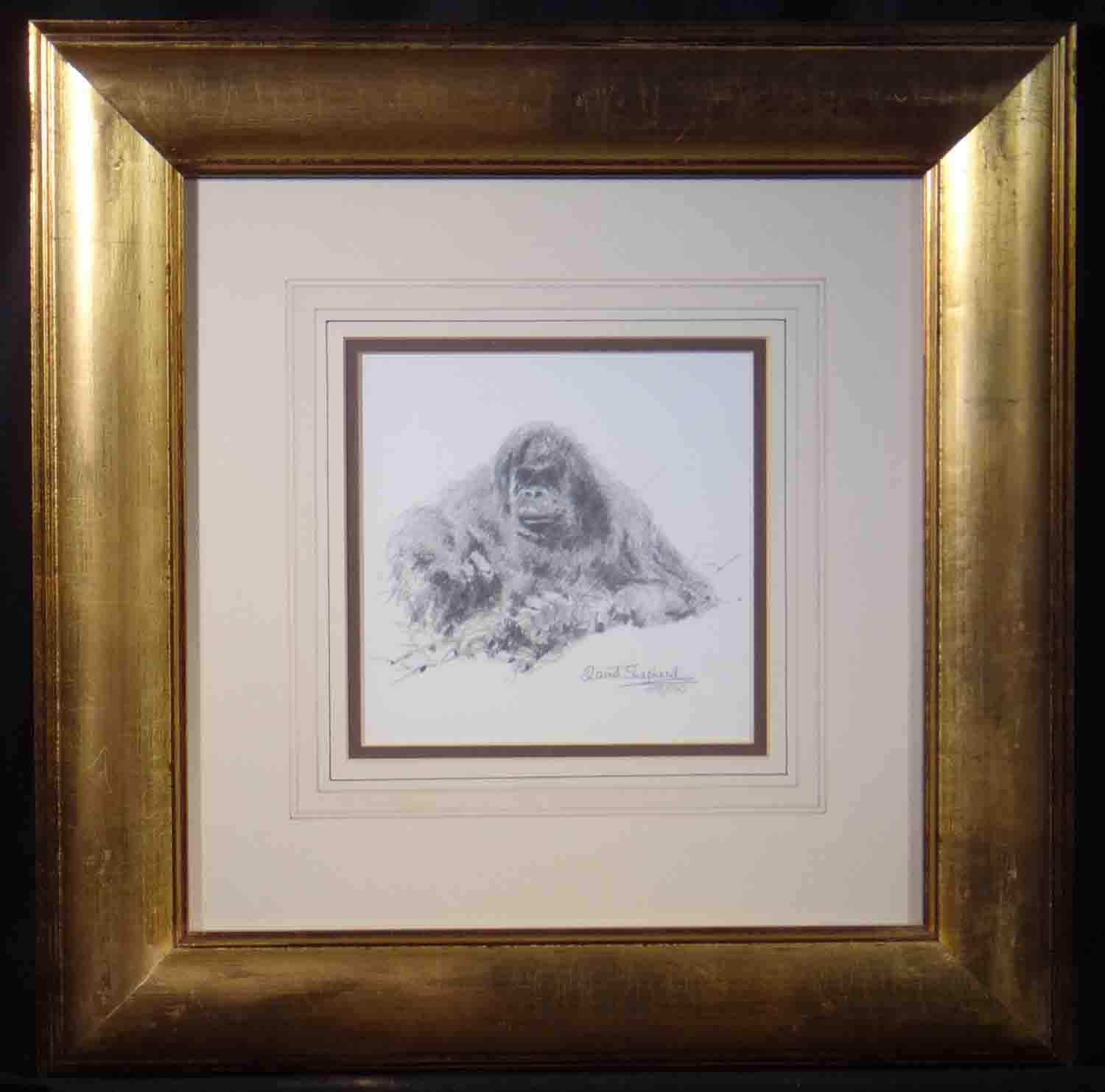 david shepherd orang-utan sketch