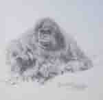 david shepherd, orang-utan, drawing, print