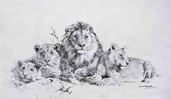 david shepherd lions original drawing