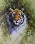 david shepherd tigers prints