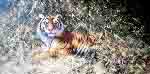 david shepherd ranthambore tiger giclee print