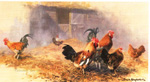 davidshepherd-roosters