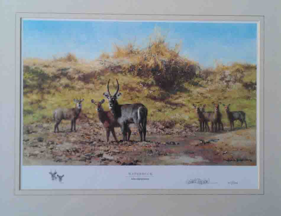 david shepherd water buck print