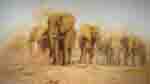 david shepherd Dusty Evening silkscreen elephants, signed, limited edition, print