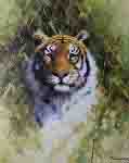 david shepherd portrait of a tiger silkscreen