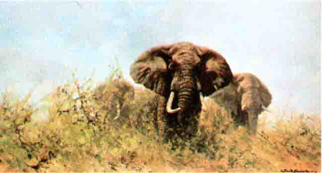 david shepherd three happy jumbos print