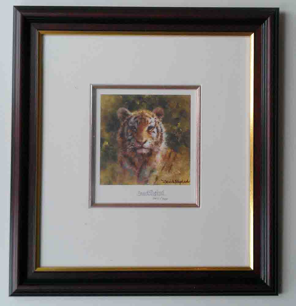 davidshepherd tiger cub cameo framed