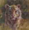 david shepherd tiger cub cameo