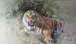 david shepherd Tiger Fire print