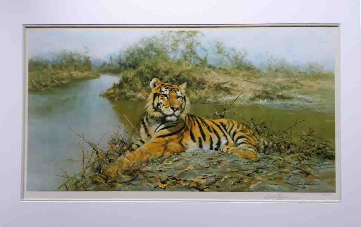 tiger in the sun print mounted