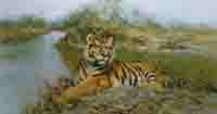 david shepherd tiger in the sun print