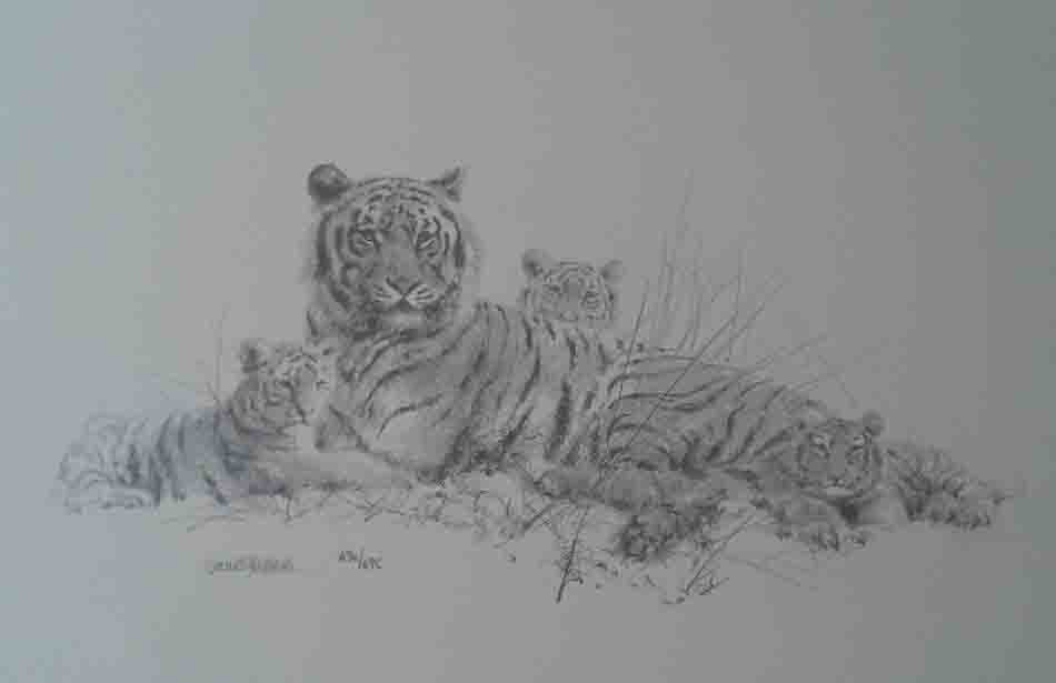 david shepherd Tiger sketch