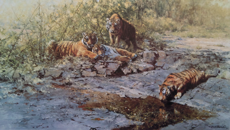 david shepherd, tigers of Bandhavgarh print