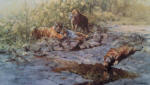 david shepherd tigers of bandhavgarh print