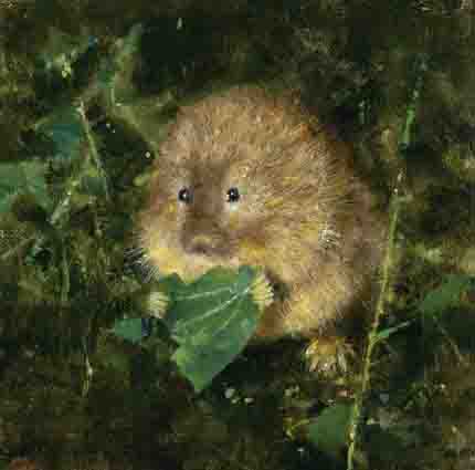 david shepherd, The water vole, print