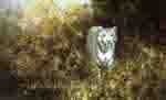 david shepherd white tiger of Rewa silkscreen print