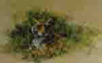 david shepherd Bengal Tiger print david shepherd Bengal Tiger print