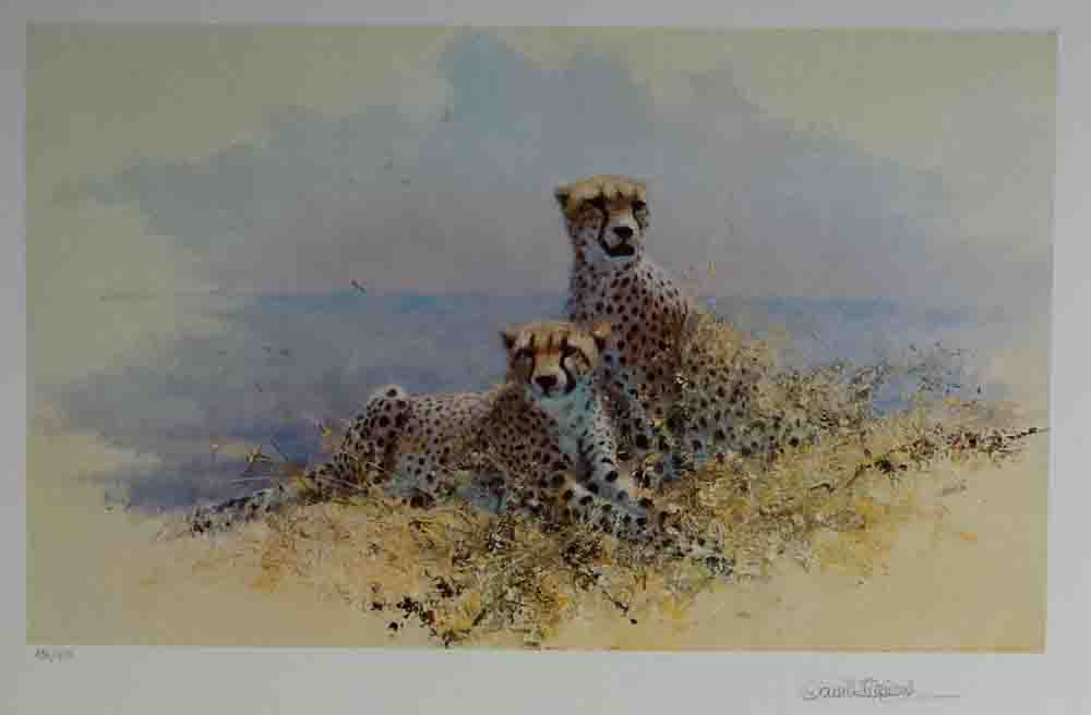 david shepherd wildlife of the world Cheetah, portfolio