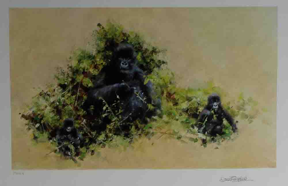 david shepherd wildlife of the world mountain gorilla, portfolio