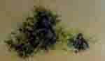 david shepherd Mountain gorilla print david shepherd Mountain gorilla print