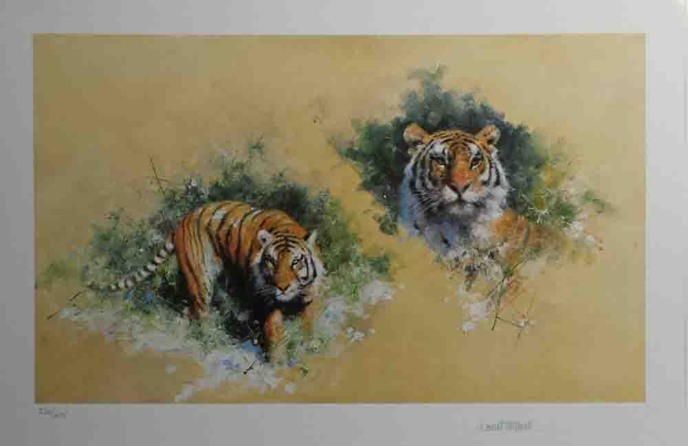 david shepherd wildlife of the world Siberian Tiger, portfolio