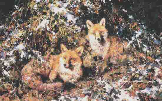 shepherd winter foxes signed print