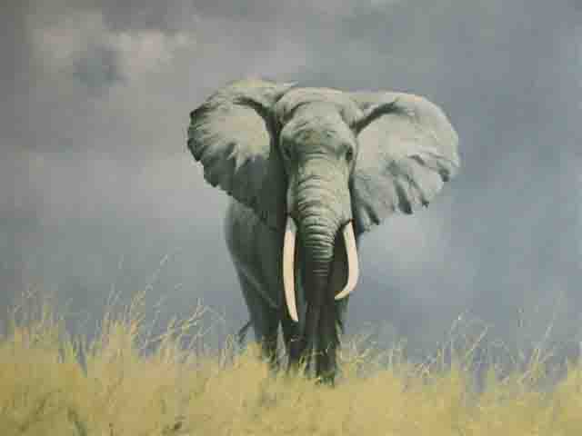 david shepherd  wise old elephant print