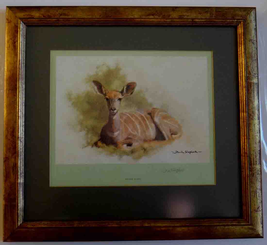shepherd young kudu signed print