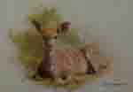 david shepherd young kudu print