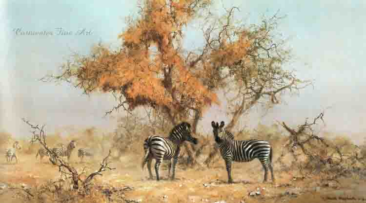 david shepherd zebras and colony weavers print