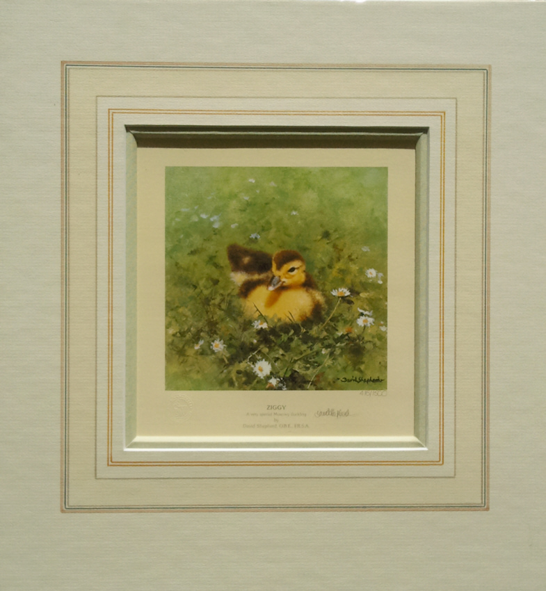 shepherd ziggy, duckling print