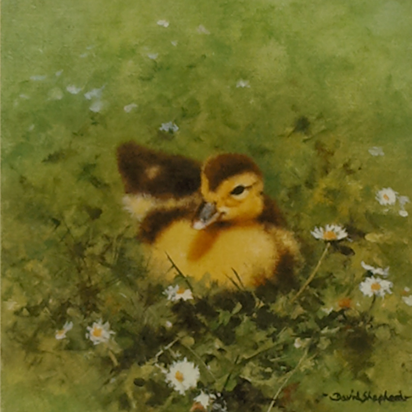 shepherd ziggy, duckling print